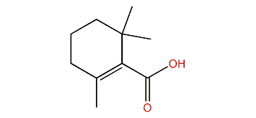 2,6,6-Trimethylcyclohexene-1-carboxylic acid